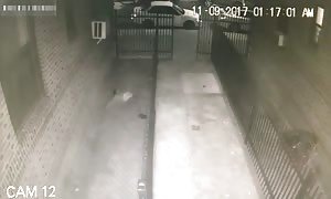 Pedo trying to escape from Police and falls from a building